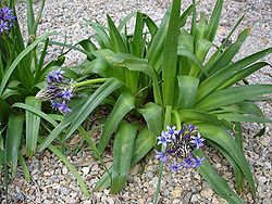  Vue générale de la plante