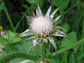 Sow-thistle seed head.jpg