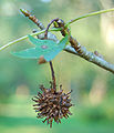 American Sweetgum Liquidambar styraciflua 'Worplesdon' Fruit 1200px.jpg