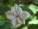 Bigleaf Hydrangea Hydrangea macrophylla 'Tokyo Delight' Dried Flower 2569px.jpg