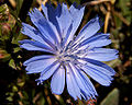 Chicory flower 001.jpg