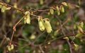 Corylopsis-spicata-flowers.JPG