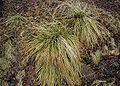 Deschampsia-caerulea-winter.JPG