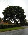 Acer-platanoides-total.JPG