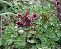 Corydalis-cava.JPG