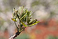 Feuilles de pistachier.jpg