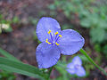 Spiderwort Blue Flower 4.JPG