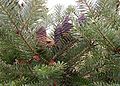 Abies-koreana.JPG