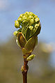 Acer platanoides spring 4.jpg