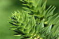 Araucaria araucana-detail.jpg