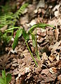 Arisaema triphyllum plant.jpg