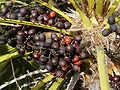 Chamaerops humilis (fruits).jpg