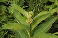 Common Milkweed Asclepias syriaca Top 3008px.jpg
