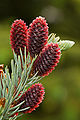 Picea Pungens Young Cones.jpg