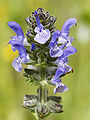Salvia verbenaca (flower spike).jpg