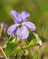 Viola x bavarica LC0129.jpg