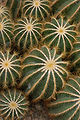 Ball Cactus Parodia magnifica Top 2000px.jpg