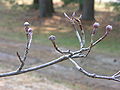 Flowering Dogwood Hybrid Cornus x Rutgersensis 'Rutdan' Buds 3264px.JPG