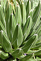 Agave victoriae-reginae Closeup 2000px.jpg