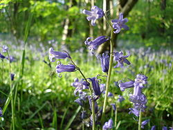  Jacinthe des bois, Hyacinthoides non-scripta