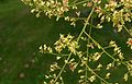 Koelreuteria-paniculata-close.JPG