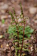 Ladyfern Athyrium filix-femina ssp. angustum 'Lady in Red'.JPG
