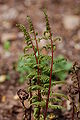 Ladyfern Athyrium filix-femina ssp. angustum 'Lady in Red'.JPG