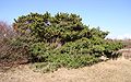Pinus-sylvestris-phenotype 1.JPG