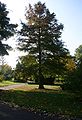 Taxodium-distichum-habit.JPG