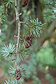 Atlas Cedar Cedrus atlantica 'Glauca' Old Sprig 2000px.jpg