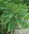Bald Cypress Leaves 2000px.jpg