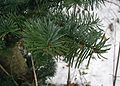 Abies-procera-needles.JPG