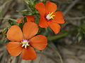 Anagallis monelli (flowers).jpg