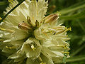 Campanula thyrsoides (flowers).jpg