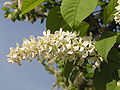 Prunus padus 27.jpg