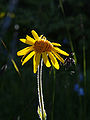 Arnica montana (flower).jpg