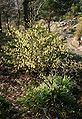 Corylopsis-spicata-habit.JPG
