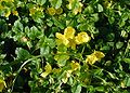 Lysimachia-nummularia-flowers.JPG