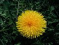 Taraxacum-vulgare.JPG