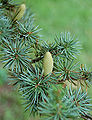 Atlas Cedar Cedrus atlantica 'Glauca' Sprig 2000px.JPG