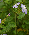 Browallia americana Flower Stalk 1800px.jpg