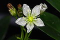 Dionaea muscipula flower 1.JPG