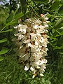 Flowers of Robinia pseudoacacia.jpg