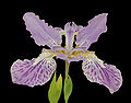 Japanese Roof Iris Iris tectorum 2299px.jpg