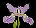Japanese Roof Iris Iris tectorum 2299px.jpg