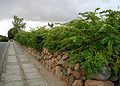 Ligustrum-obtusifolium-total.JPG
