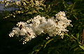 Sorbaria-tomentosa-flowers.JPG