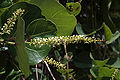 Coccoloba uvifera flower.jpg