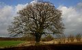 Field tree (Quercus).JPG