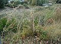 Lycium-barbarum-habit.JPG